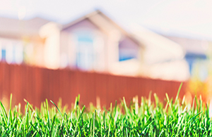 grass in front of home