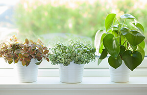 Plants on a window sill