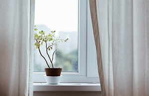 Plant in front of window